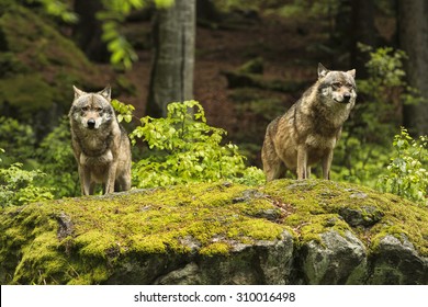 Two Wolves On A Rocky Plateau Lie In Wait For Prey, Canis Lupus, Wolf, Wild Wolf. CZECH REPUBLIC.