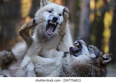 two wolves play and fight very wildly, showing their teeth and jaws, close up, canis lupus