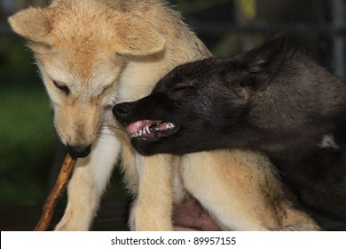 Two Wolves Playing