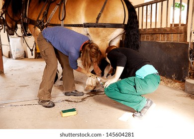 Two Woman Cleaning Horse