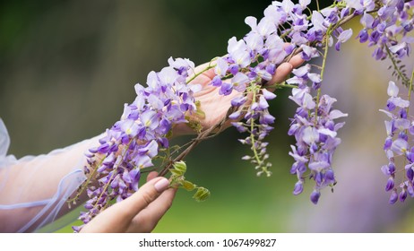 Two woman hands holding wisteria blooming vine