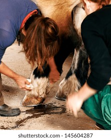 Two Woman Nursering A Horse