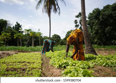 Two Women Farmers Weeding A Salad Garden In A West African Rural Community