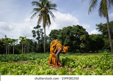 Two Women Farmers Working In A Salad Plantation In A West African Rural Community