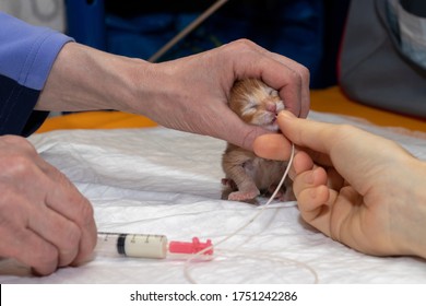 Two Women Feed A Newborn Blind Maine Coon Kitten. With The Help Of A Syringe Through The Gastric Tube Enter The Milk Mixture Into The Stomach Of The Kitten