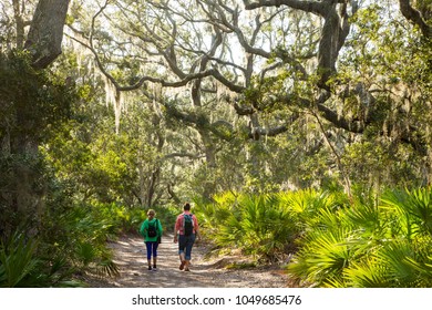 Two women hikers walk througha Live Oak and spanish moss forest on Cumberland Island, Georgia, with Palmettos in forground.