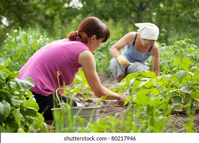 Two women working in her vegetable garden