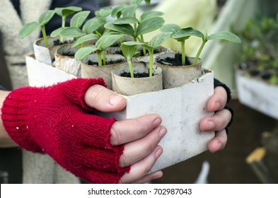 Two women's hands with fingerless gloves holding a white cardboard box full of cucumber seedlings