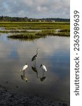 two wood storks and a great heron in the tidal waters and marshlands of Huntington Beach State Park in South Carolina