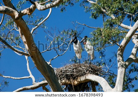 Image, Stock Photo wood stork and a little bird fly together in Costa Rica