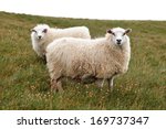 Two woolly Icelandic sheep in the Westfjords region of Iceland