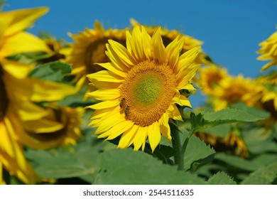 Two worker bees on beautiful sunflower. Field of beautiful sunflowers 2