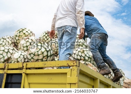 Two workers are arranging the agave on top of the truck to take them to the tequila factory.