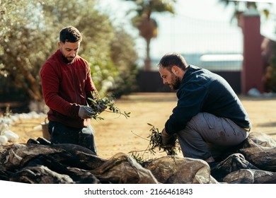 two workers crouched down separating branches and leaves from olives inside a net