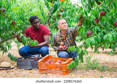 Two workers harvest ripe peaches together in an orchard