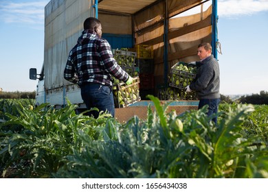 Two Workers Load Artichoke Boxes In A Truck