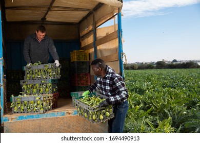 Two Workers Load Artichoke Boxes In A Truck