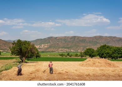 two workers are working on the Wheat field with blue and partly cloudy sky in Kurdistan province, iran. mountain and trees in background