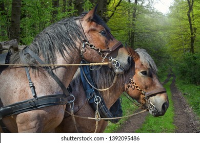 two workhorses in the forest with path