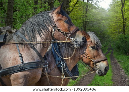 two workhorses in the forest with path