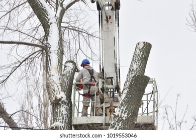 Two working men cut down a large tree in winter using a special rig machine