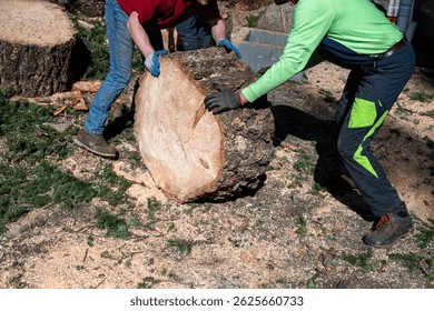Two workmen rolling a large diameter Douglass Fir tree cut round across ground covered in sawdust, tree removal service hauling away cut down tree