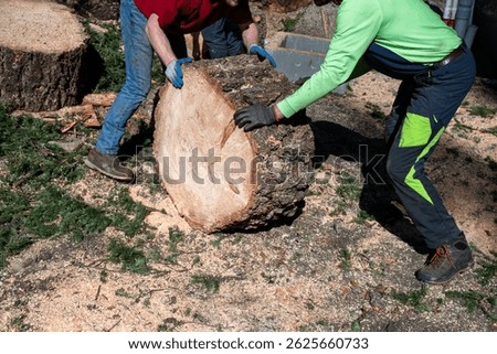 Two workmen rolling a large diameter Douglass Fir tree cut round across ground covered in sawdust, tree removal service hauling away cut down tree
