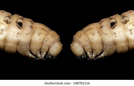 Two worm on black background