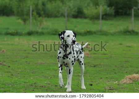 A two year old dalmation walking in a dog park