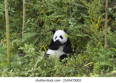 Two years aged young giant Panda (Ailuropoda melanoleuca), Chengdu, Sichuan, China