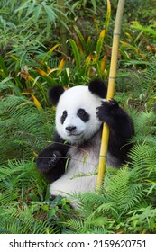 Two years aged young giant Pandas (Ailuropoda melanoleuca), Chengdu, Sichuan, China