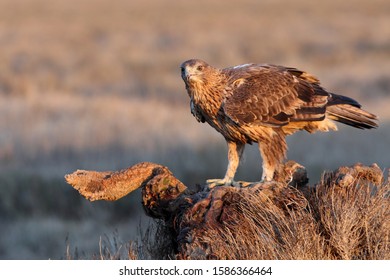 Two Eagles Images Stock Photos Vectors Shutterstock