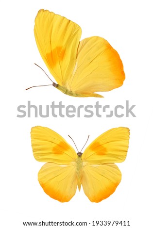 Two yellow butterflies isolated on a white background. High quality photo