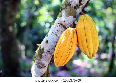 Two yellow cacao pods attached to cacao tree