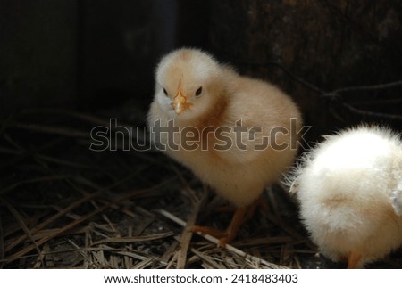 Two yellow chickens in a chicken coop. Chicks born a few weeks ago walk on the straw lying on the floor in search of food. They have light yellow down and orange beaks and thin long legs.