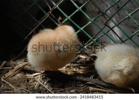 Two yellow chickens in a chicken coop. Chicks born a few weeks ago walk on the straw lying on the floor in search of food. They have light yellow down and orange beaks and thin long legs.