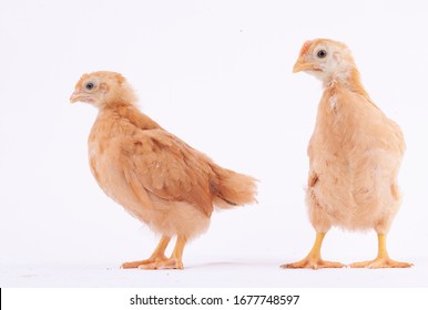 2 Months Hen Images Stock Photos Vectors Shutterstock