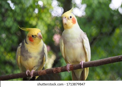 Two yellow cockatiels parrots (Nymphicus hollandicus) sitting on a branch in the garden. 