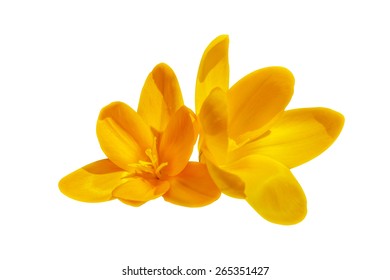 Two yellow crocus flowers isolated on the white background