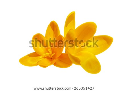 Two yellow crocus flowers isolated on the white background