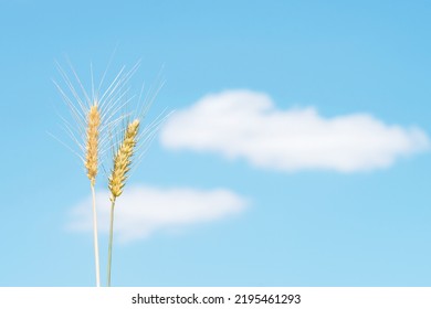 Two Yellow Ears Of Wheat Against A Blue Sky With White Clouds. .The Concept Of Food And Grain In The World