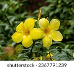 two yellow flowers blooming in the garden, in the style of sumatraism, precisionist, photo taken with nikon d750, tarsila do amaral, wimmelbilder, exotic, carsten holler
