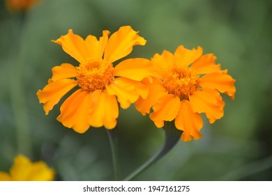 Two Yellow Flowers In Close Up 