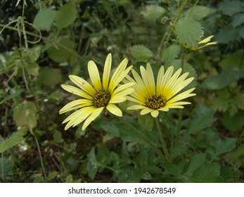 Golden Aster Images Stock Photos Vectors Shutterstock