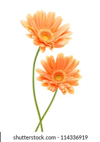 Two Yellow Gerber Flowers, Daisies Isolated On White