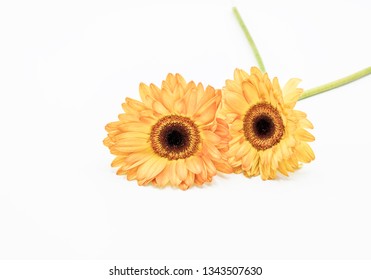 Two Yellow Gerbera Daises On White Background