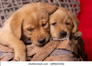 Little Labrador Puppy Red Images Stock Photos Vectors Shutterstock