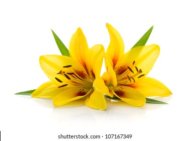 Two Yellow Lily. Isolated On White Background