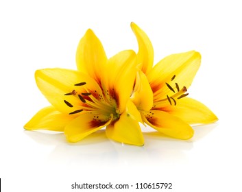 Two Yellow Lily. Isolated On White Background