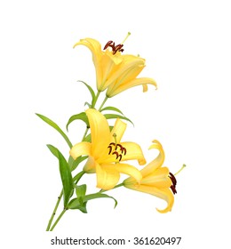 Two Yellow Lily Isolated On White Background